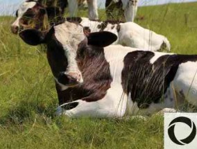 奶牛养殖现状不够精细，追求产量忽视质量