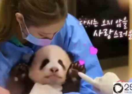 韩国艺人违规接触熊猫幼崽是什么情况 化妆接触对熊猫有什么伤害