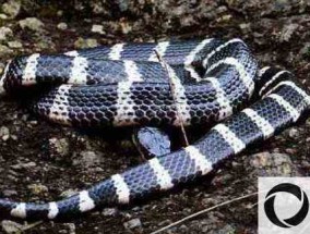 银环蛇和尖吻蝮哪一种比眼镜蛇更毒？