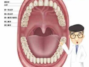 成人牙齿总共有几颗多少有讲法吗(成年有多少颗牙齿)