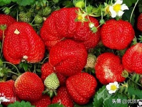 草莓在哪里(冬天草莓产地主要在哪个省)