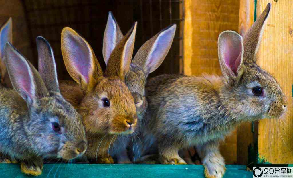 兔子的繁殖能力有多强（兔子一年可以繁殖几次） 3