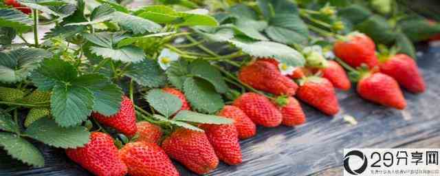 在种植过程中草莓需要补钙吗?草莓需要补钙吗