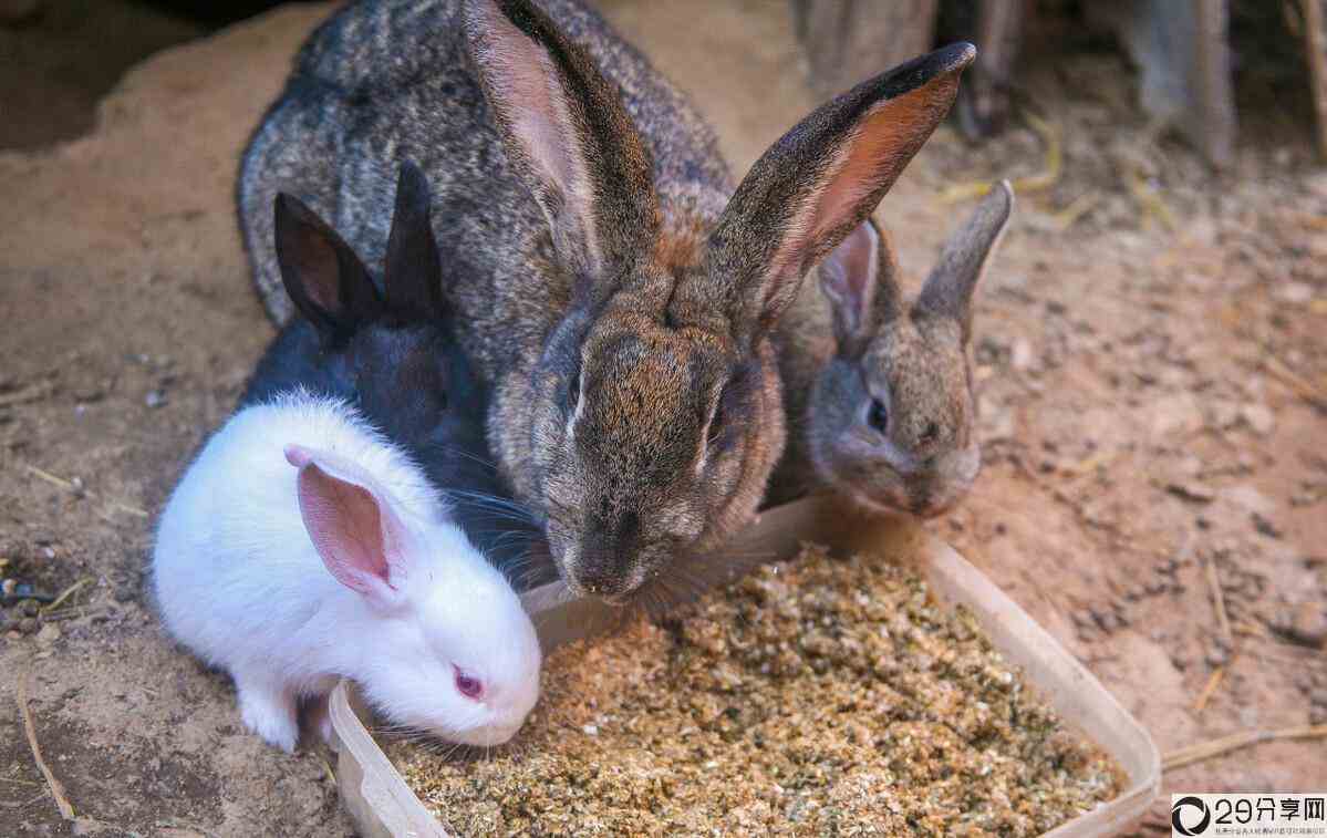 兔子的繁殖能力有多强（兔子一年可以繁殖几次） 1