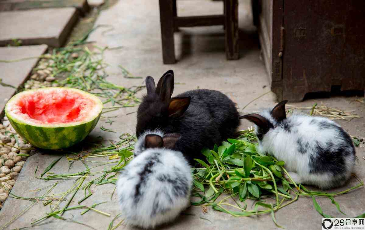 兔子的繁殖能力有多强（兔子一年可以繁殖几次） 4