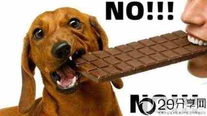 狗狗为什么不能吃巧克力？(狗狗能吃巧克力吗)
