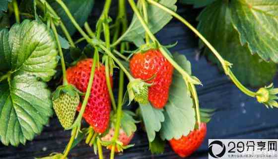 在种植过程中草莓需要补钙吗?草莓需要补钙吗