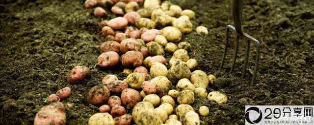 土豆种植时间和生长期(土豆种植技术和管理)