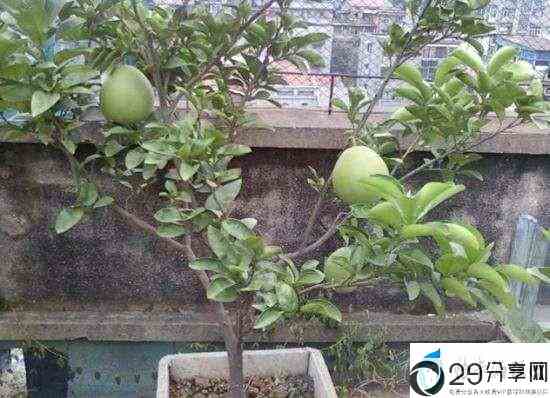 如何把柚子吃完剩下的种子养成盆栽(柚子长种子还能吃吗)