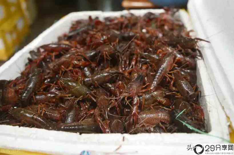龙虾养殖条件大概有哪些(龙虾养殖好做吗)
