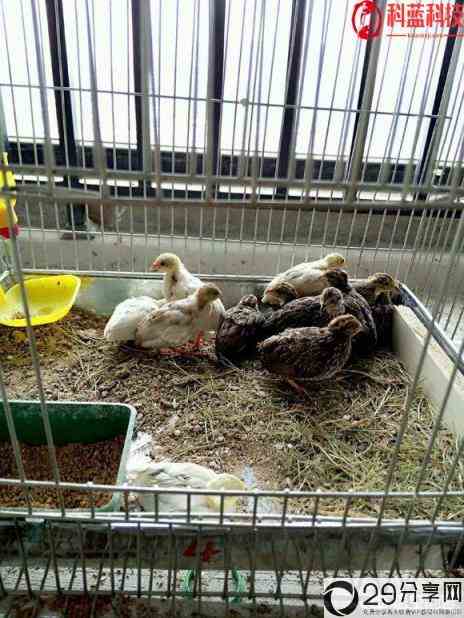 网上一直宣传的芦丁鸡养殖是真的吗,前景如何(世界上最小的鸡)