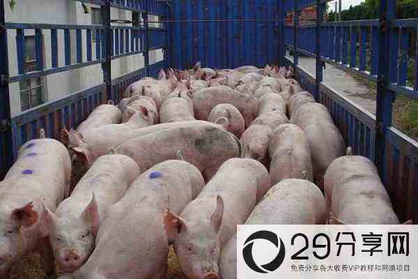 养300头猪一年收入，需投资多少钱，要多大面积？