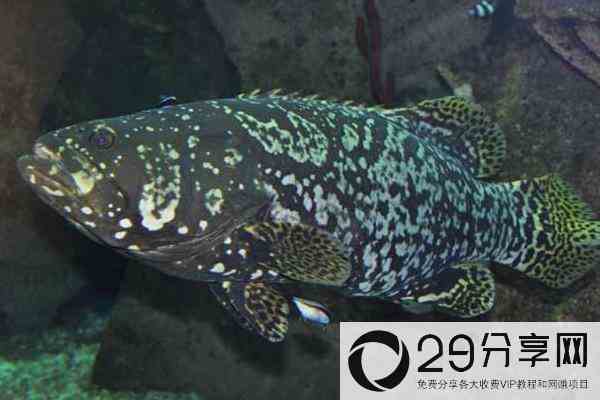 石斑鱼在淡水中能养吗