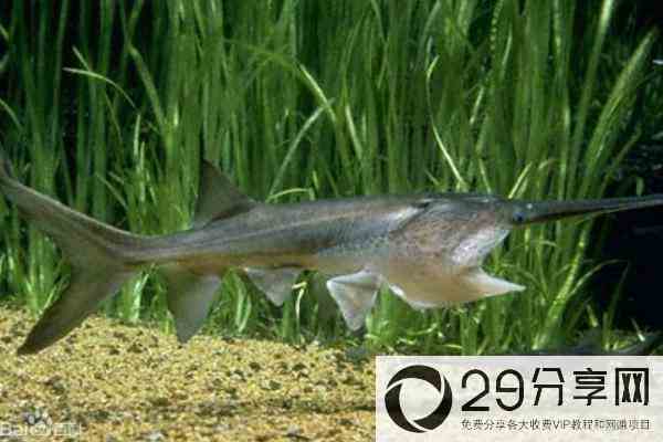养殖周期短的淡水鱼有哪些（回报率高）