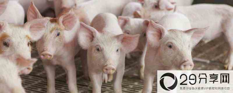 养几头猪一年能挣5万，100头猪一年能赚多少