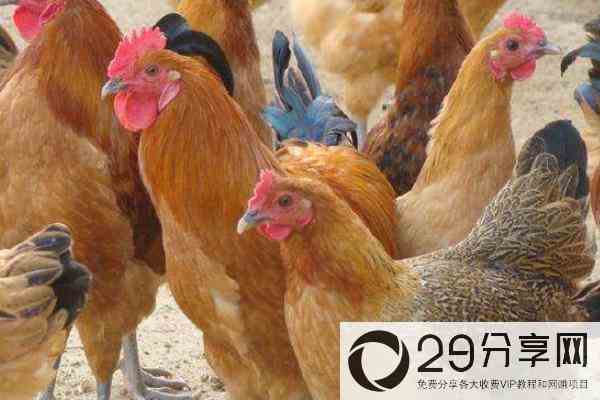 土鸡养殖成本要多少呢？养一百只土鸡利润多少？