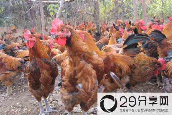 土鸡养殖成本要多少呢？养一百只土鸡利润多少？
