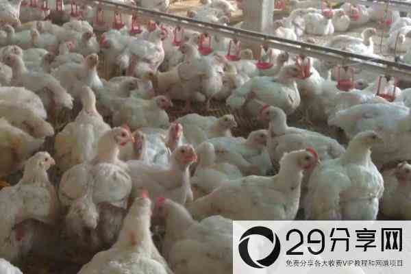 养817鸡的利润与成本，817杂交肉鸡品种介绍