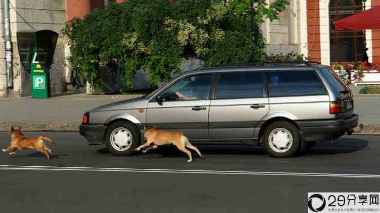 为什么狗和猫会冲向汽车（为什么狗看见车就冲过去）